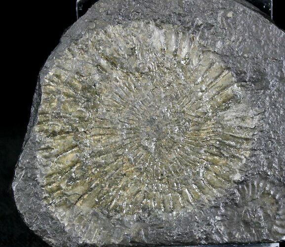 Dactylioceras Ammonites - Posidonia Shale #23089